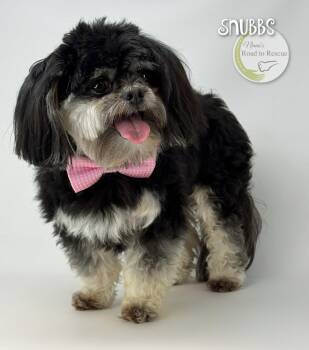 Snubbs -  Shih Tzu Dog for Adoption in Benton, Louisiana - Snubbs | PetCurious