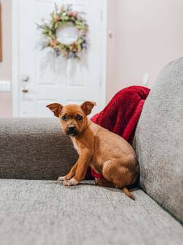 Cattle Dog Dogs Available for Adoption - Cinnamon | PetCurious