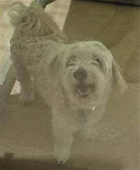 BENNI -  Maltese and Mixed Breed Dog for Adoption in St. Peters, Missouri - BENNI | PetCurious