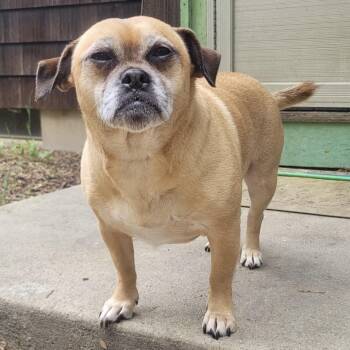 Abby -  Pug and Terrier Dog for Adoption in Pelham, New Hampshire - Abby | PetCurious