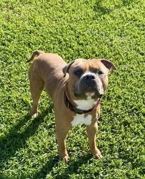 American Bulldog and Boxer Dogs Available for Adoption in Torrance, California - Dean | PetCurious