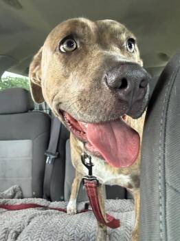 Callie -  American Bulldog Dog for Adoption in Lakeland, Florida - Callie | PetCurious