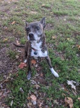Ginger -  Boston Terrier and Labrador Retriever Dog for Adoption in Newport, Kentucky - Ginger | PetCurious