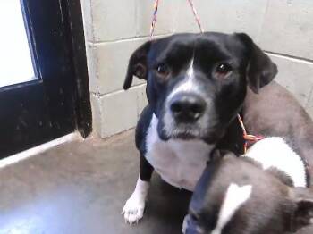 Pit Bull Terrier and Mixed Breed Dogs Available for Adoption in Tulsa, Oklahoma - DONALD DUCK | PetCurious