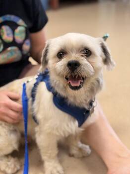 Ozzy -  Shih Tzu Dog for Adoption in Mundelein, Illinois - Ozzy | PetCurious