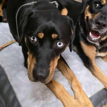 Stella -  Rottweiler Dog for Adoption in Gloucester, Virginia - Stella | PetCurious