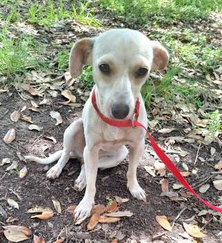 Elvia WA14597-T -  Chihuahua Dog for Adoption in Missouri City, Texas - Elvia WA14597-T | PetCurious