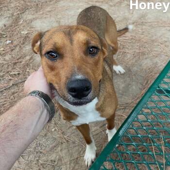 Honey Boy -  Labrador Retriever and Hound Dog for Adoption in Little Rock, Arkansas - Honey Boy | PetCurious