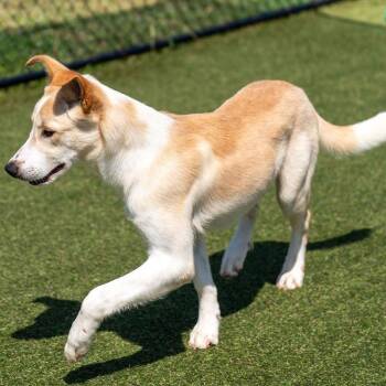 Gus -  Yellow Labrador Retriever and Shepherd Dog for Adoption in Binghamton, New York - Gus | PetCurious