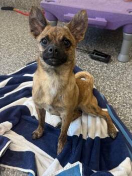Tigger -  Terrier and Mixed Breed Dog for Adoption in Westland, Michigan - Tigger | PetCurious