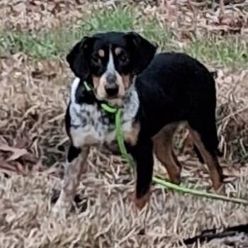 Collie and Australian Cattle Dog Blue Heeler Dogs Available for Adoption - Lacy | PetCurious