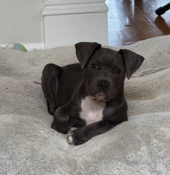 Pit Bull Terrier Dogs Available for Adoption in Brentwood, Tennessee - Ewan | PetCurious