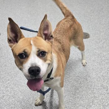 Rescue American Staffordshire Terrier Dogs for Adoption in Grand Rapids, Michigan - Stacey | PetCurious