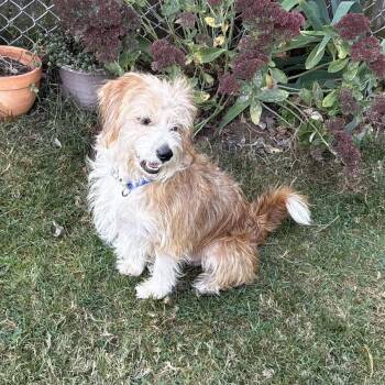 Rescue Cairn Terrier Dogs for Adoption - Scrappy | PetCurious