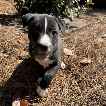 Labrador Retriever and Shepherd Dogs Available for Adoption in Brownsboro, Alabama - Mama Bear | PetCurious