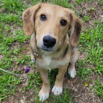 Bindy -  Hound and Shepherd Dog for Adoption in West Point, Mississippi - Bindy | PetCurious