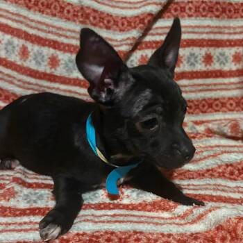 Skippy -  Mixed Breed Dog for Adoption in Fredericksburg, Virginia - Skippy | PetCurious