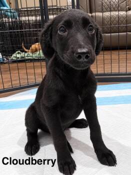 Cloudberry -  Labrador Retriever and English Springer Spaniel Dog for Adoption in New Baltimore, Michigan - Cloudberry | PetCurious