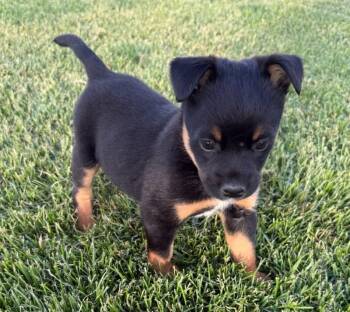 Posey -  Cattle Dog Dog Available for Adoption in Millcreek, Utah - Posey | PetCurious