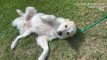 MARLEY -  Great Pyrenees and Mixed Breed Dog for Adoption in Ocala, Florida - MARLEY | PetCurious