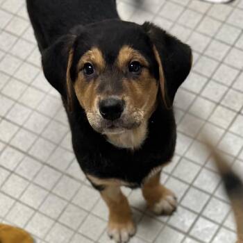 Mixed Breed Dogs Available for Adoption - Sunnie | PetCurious