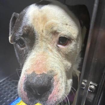 Ellen -  Pit Bull Terrier Dog for Adoption in Philadelphia, Pennsylvania - Ellen | PetCurious