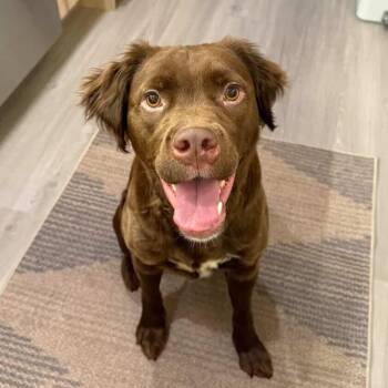 Labrador Retriever Dogs Available for Adoption - Kim Shui | PetCurious