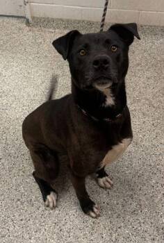 Mixed Breed Dogs Available for Adoption in Kansas City, Missouri - Feya | PetCurious