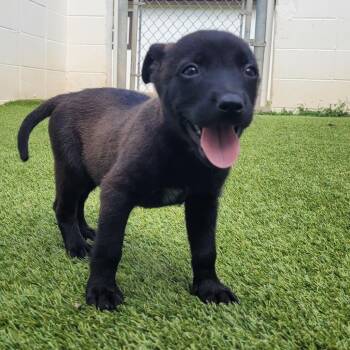 Expresso Fudge 3484 -  Mixed Breed Dog for Adoption in Loxahatchee Groves, Florida - Expresso Fudge 3484 | PetCurious
