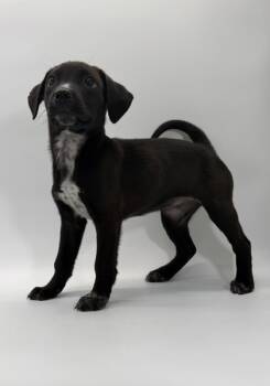 Rescue Beagle and Parson Russell Terrier Dogs for Adoption in Morton Grove, Illinois - Tulip | PetCurious