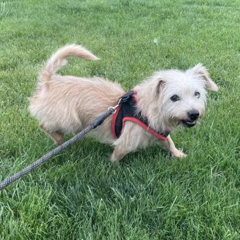Dougie -  Chihuahua and Mixed Breed Dog for Adoption in Tacoma, Washington - Dougie | PetCurious