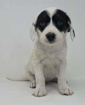 Labrador Retriever and Retriever Dogs Available for Adoption in New York, New York - Wise *foster Needed* | PetCurious