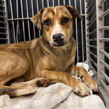 Blancita -  Shepherd and Catahoula Leopard Dog Dog for Adoption in Abilene, Texas - Blancita | PetCurious