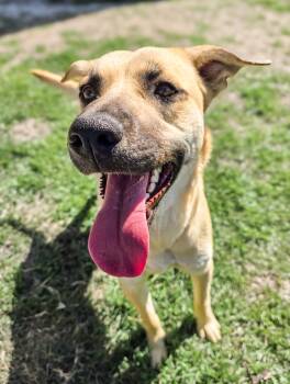 Shepherd Dogs Available for Adoption - Polly | PetCurious
