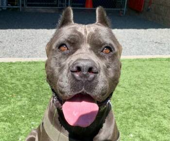 SAVE ME PLEASE Marcy - IDA553107 -  Cane Corso Dog for Adoption in San Marcos, California - SAVE ME PLEASE Marcy - IDA553107 | PetCurious