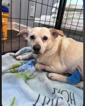 Spaniel and Chihuahua Dogs Available for Adoption in Saugus, Massachusetts - Flora | PetCurious