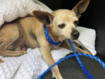 STEWART -  Chihuahua Dog for Adoption in Camarillo, California - STEWART | PetCurious
