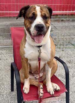 DAISY -  Saint Bernard and Mixed Breed Dog for Adoption in Toronto, Ontario - DAISY | PetCurious
