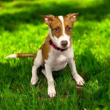 Rescue Terrier Dogs for Adoption in Kenedy, Texas - Django | PetCurious