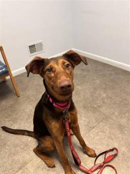 Doberman Pinscher Dogs Available for Adoption - Sadie | PetCurious