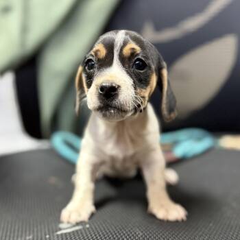 Beagle Dogs Available for Adoption in Columbia, South Carolina - Napkin | PetCurious