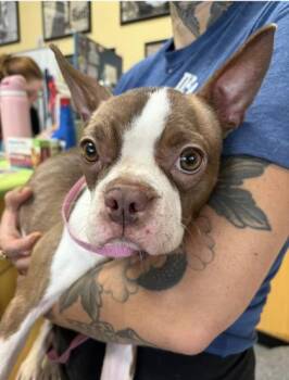 Lydia -  Boston Terrier and Mixed Breed Dog for Adoption in New Orleans, Louisiana - Lydia | PetCurious