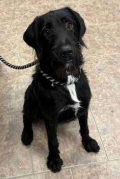 Thicket -  German Wirehaired Pointer Dog for Adoption in Littleton, Colorado - Thicket | PetCurious