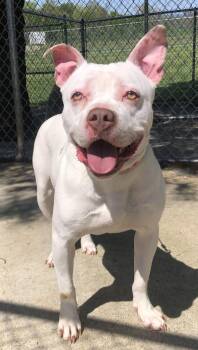 Rescue Pit Bull Terrier Dogs for Adoption in Kearneysville, West Virginia - Lilah | PetCurious