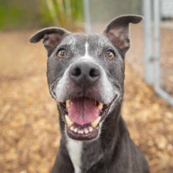 Mixed Breed Dogs Available for Adoption in Largo, Florida - Ava | PetCurious