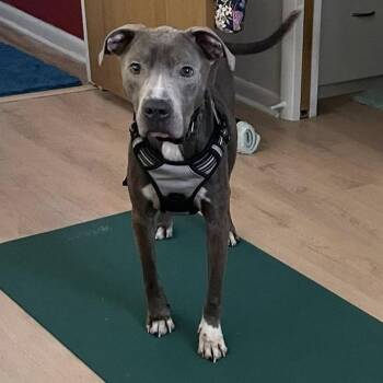 Stan Lee -  Mixed Breed Dog Available for Adoption in Gainesville, Florida - Stan Lee | PetCurious