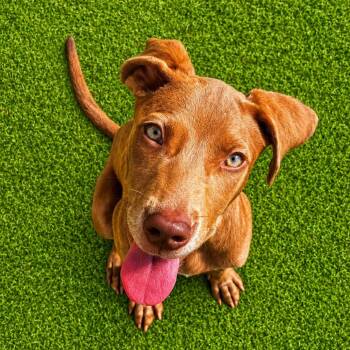 Little Buck G -  Weimaraner and Labrador Retriever Dog for Adoption in Quakertown, Pennsylvania - Little Buck G | PetCurious