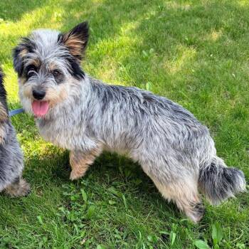 Petunia -  Corgi and Australian Cattle Dog Blue Heeler Dog for Adoption - Petunia | PetCurious