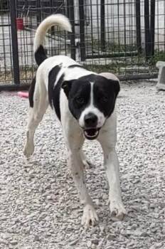 Rescue Terrier Dogs for Adoption in Clay City, Kentucky - Britches | PetCurious