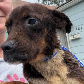 Athena -  Beagle and Mixed Breed Dog for Adoption in Lenexa, Kansas - Athena | PetCurious